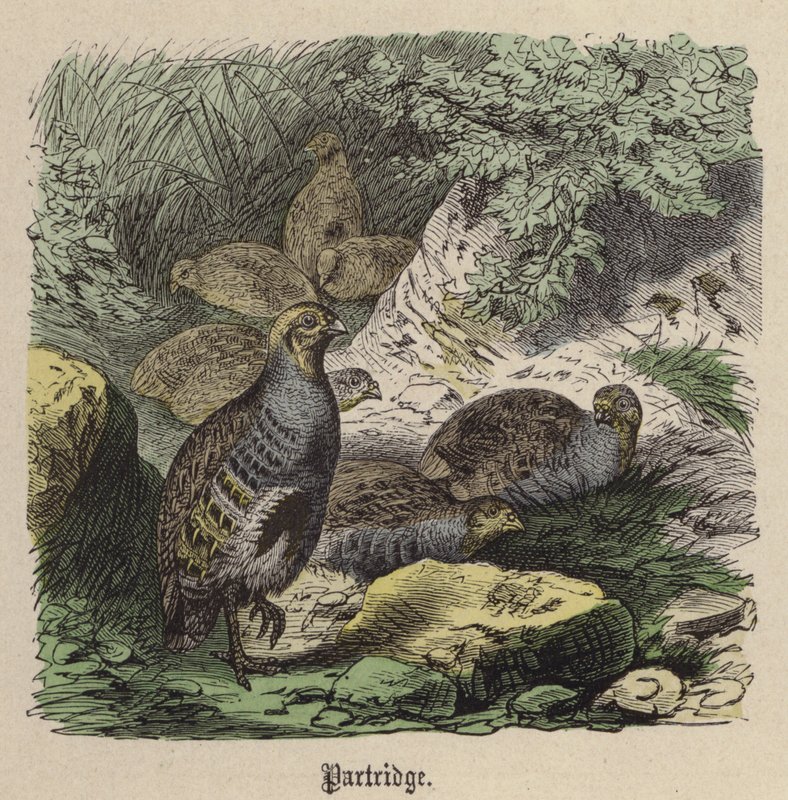 Rapphøne (farget gravering) av Friedrich Specht
