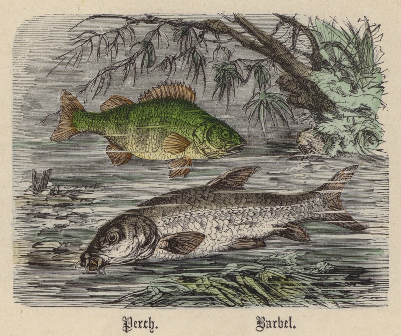 Abbor, Barbel (farget gravering) av Friedrich Specht