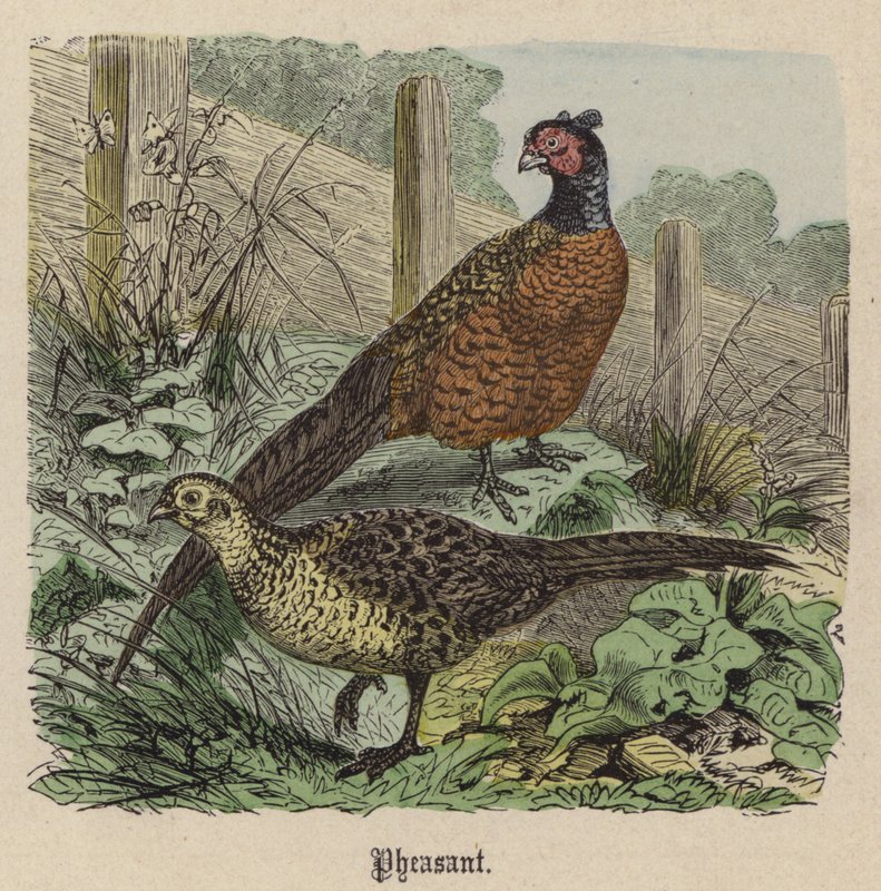 Fasan (farget gravering) av Friedrich Specht
