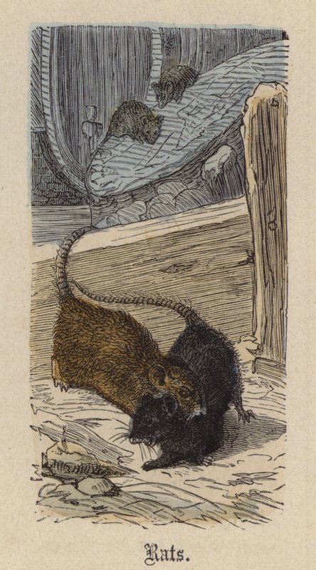Rotter (farget gravering) av Friedrich Specht
