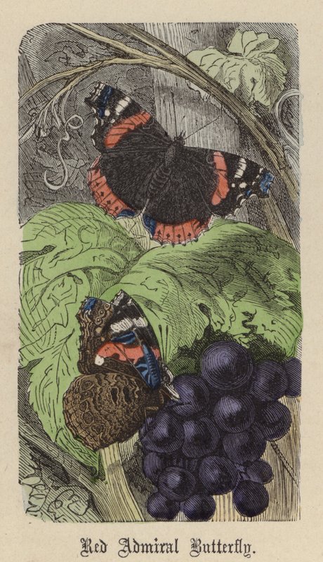 Red Admiral Butterfly (farget gravering) av Friedrich Specht