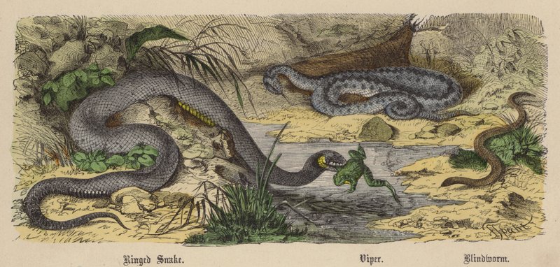 Ringed Snake, Viper, Blindworm (farget gravering) av Friedrich Specht