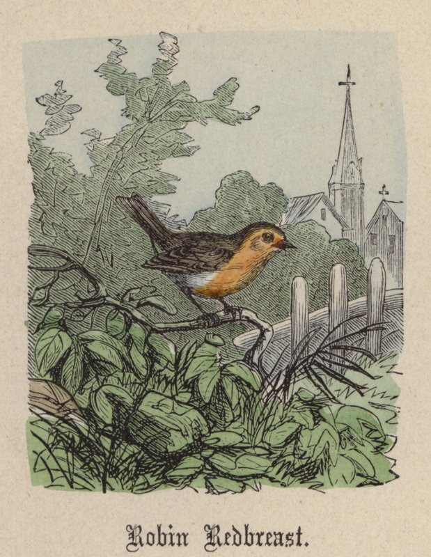 Robin Redbreast (farget gravering) av Friedrich Specht