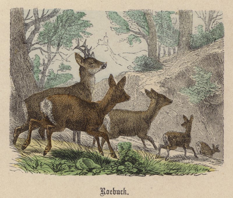 Roebuck (farget gravering) av Friedrich Specht