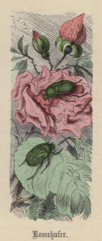 Rosechafer (farget gravering) av Friedrich Specht