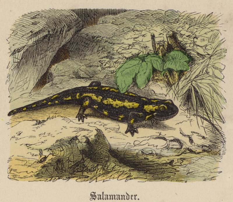 Salamander (farget gravering) av Friedrich Specht