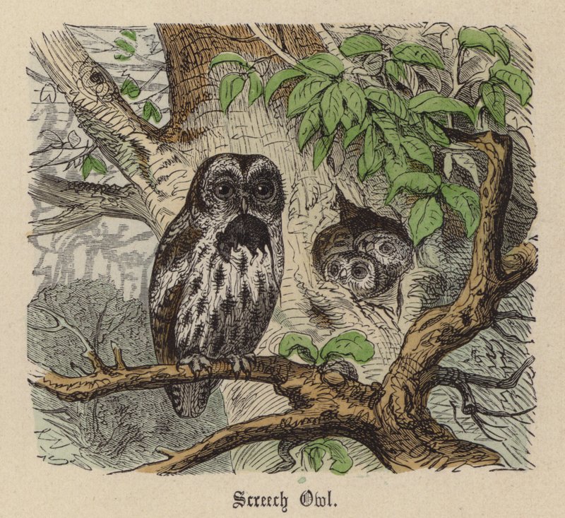 Screech Owl (farget gravering) av Friedrich Specht