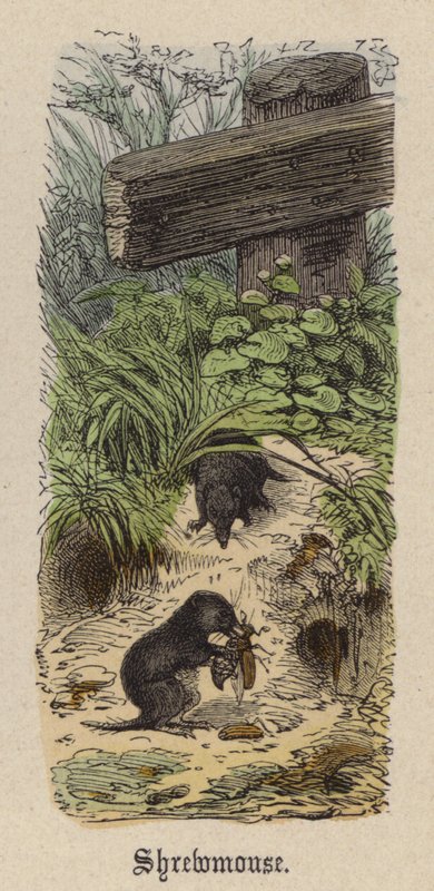 Shrewmouse (farget gravering) av Friedrich Specht