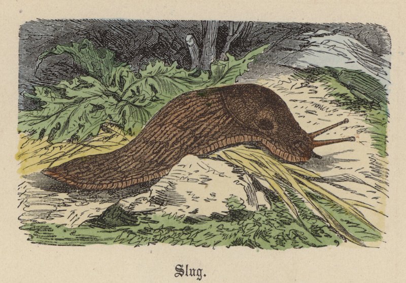 Slug (farget gravering) av Friedrich Specht