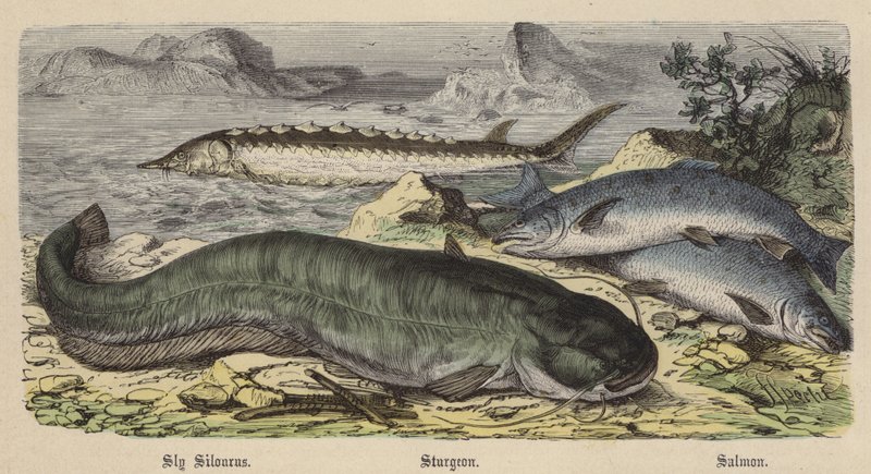 Sly Silourus, Sturgeon, Salmon (farget gravering) av Friedrich Specht