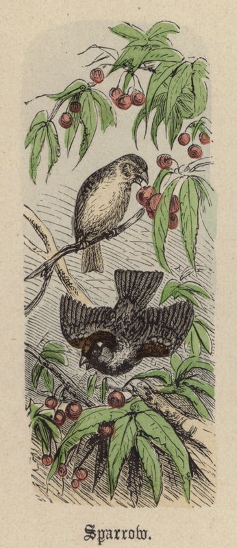 Sparrow (farget gravering) av Friedrich Specht