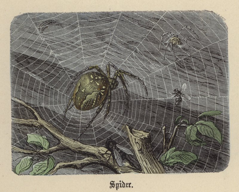 Edderkopp (farget gravering) av Friedrich Specht