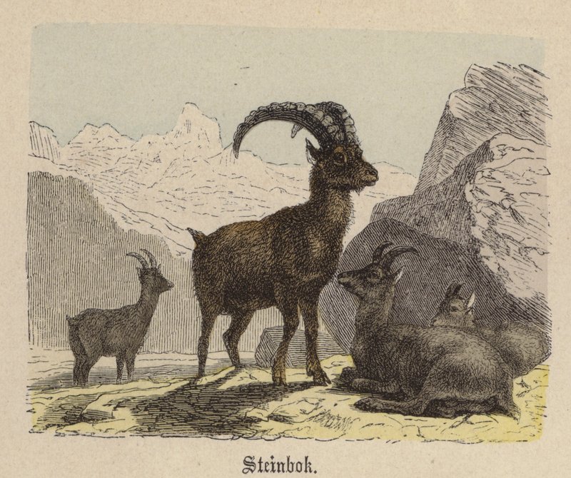 Steinbok (farget gravering) av Friedrich Specht