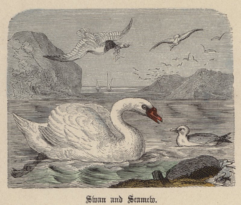 Swan and Seamew (farget gravering) av Friedrich Specht