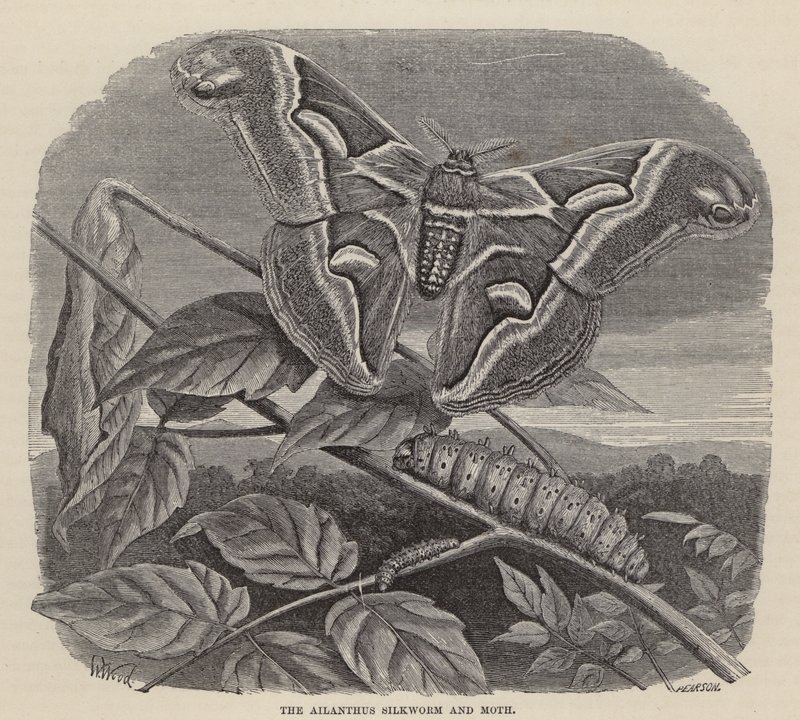 Ailanthus silkeorm og møll (gravering) av Friedrich Specht