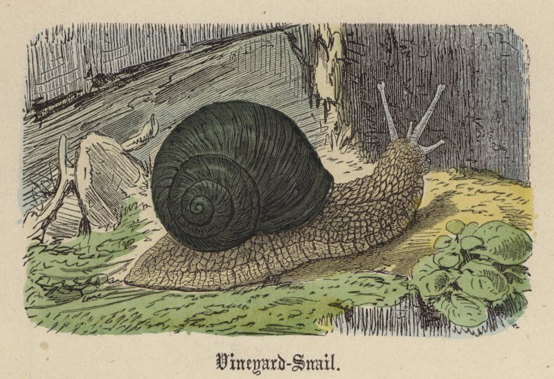 Vineyard-Snail (farget gravering) av Friedrich Specht