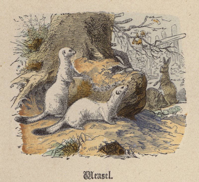 Weasel (farget gravering) av Friedrich Specht