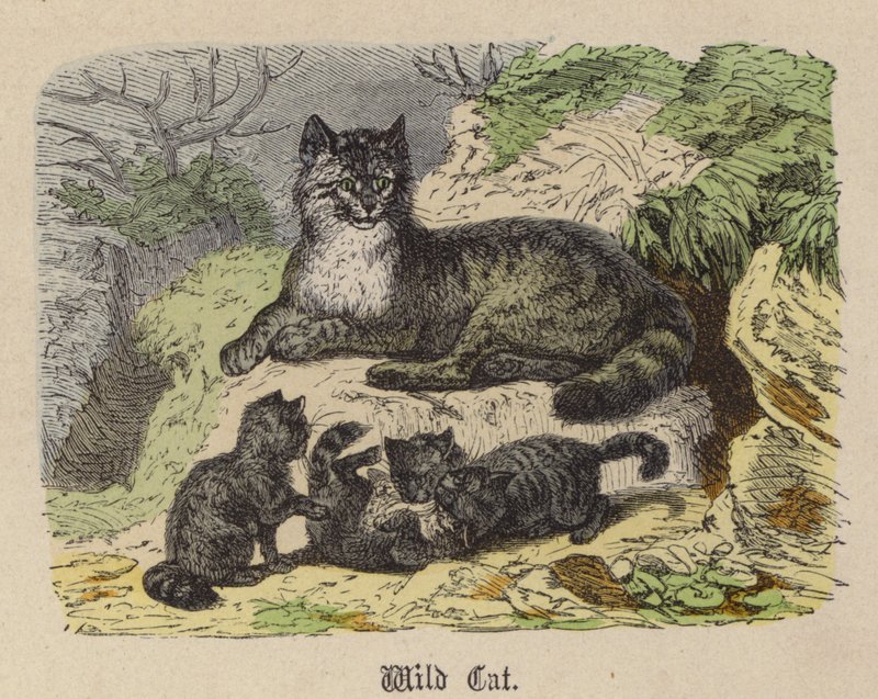 Villkatt (farget gravering) av Friedrich Specht