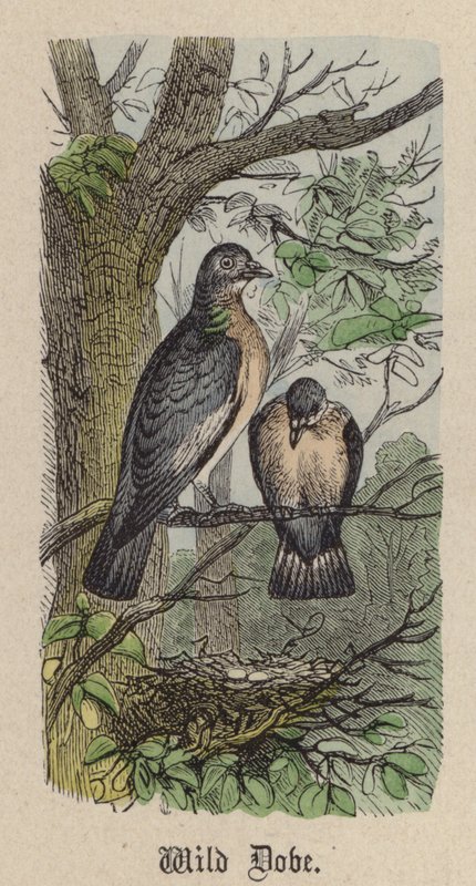 Wild Dove (farget gravering) av Friedrich Specht