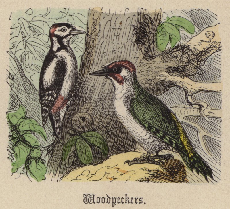 Hakkespett (farget gravering) av Friedrich Specht
