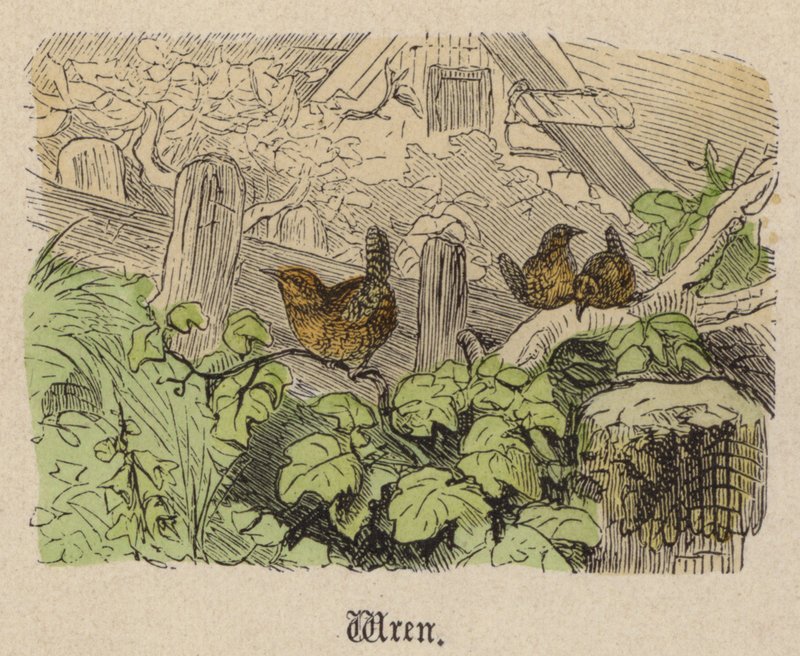 Wren (farget gravering) av Friedrich Specht