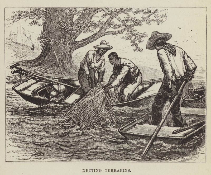 Netting terrapins av George Augustus Sala