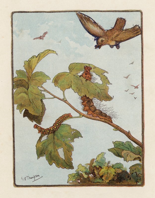 The Caterpillar (farge litho) av George Henry Thompson