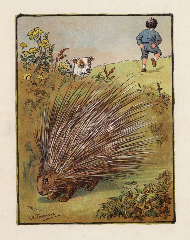 Piggsvinet (farge litho) av George Henry Thompson