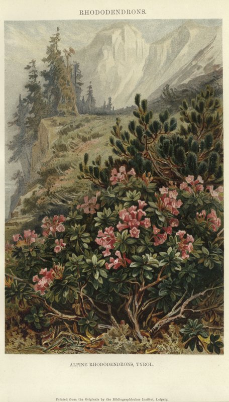 Alpin Rhododendron av German School