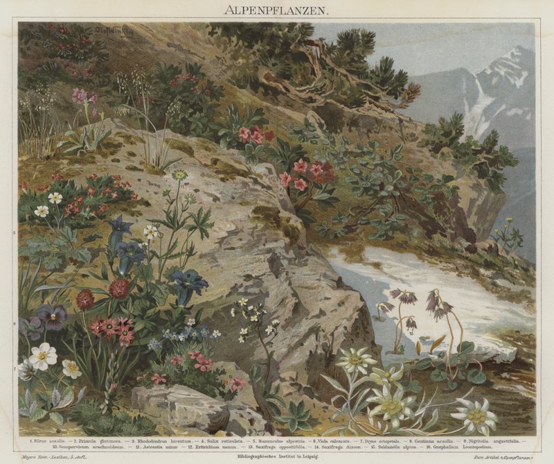 Alpine planter av German School