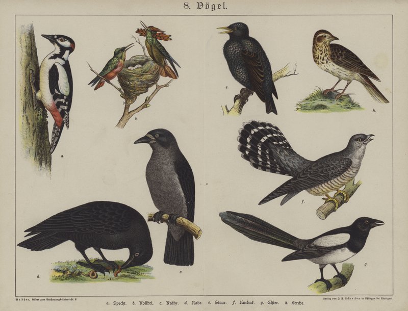 Dyr (farge litho) av German School