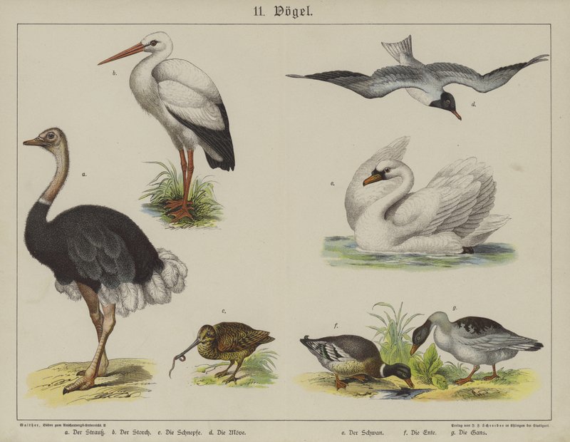 Dyr (farge litho) av German School