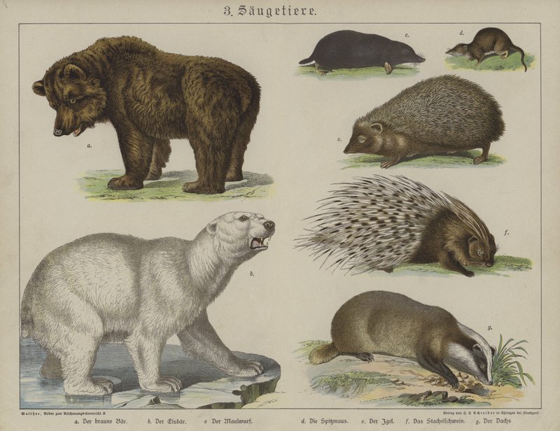 Dyr (farge litho) av German School