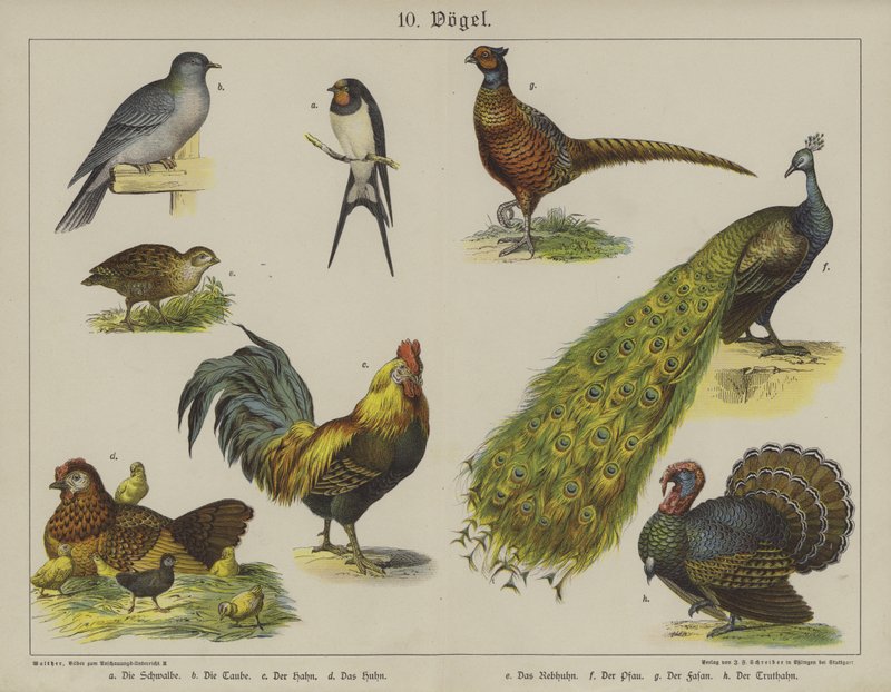 Dyr (farge litho) av German School
