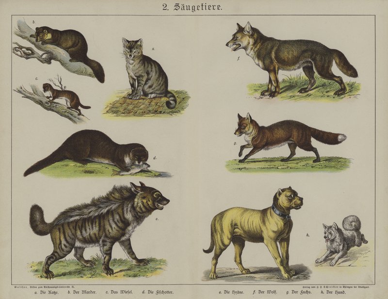 Dyr (farge litho) av German School