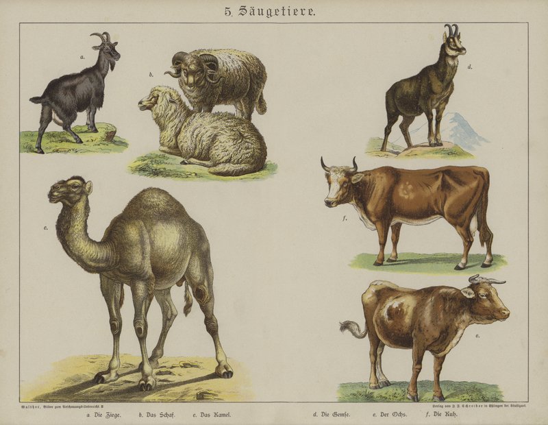 Dyr (farge litho) av German School