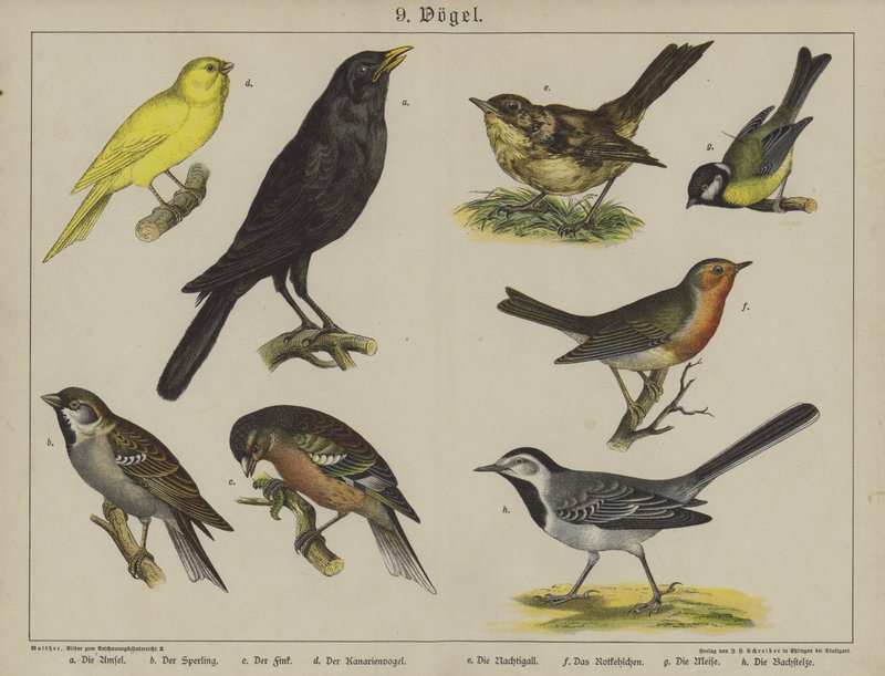 Dyr (farge litho) av German School