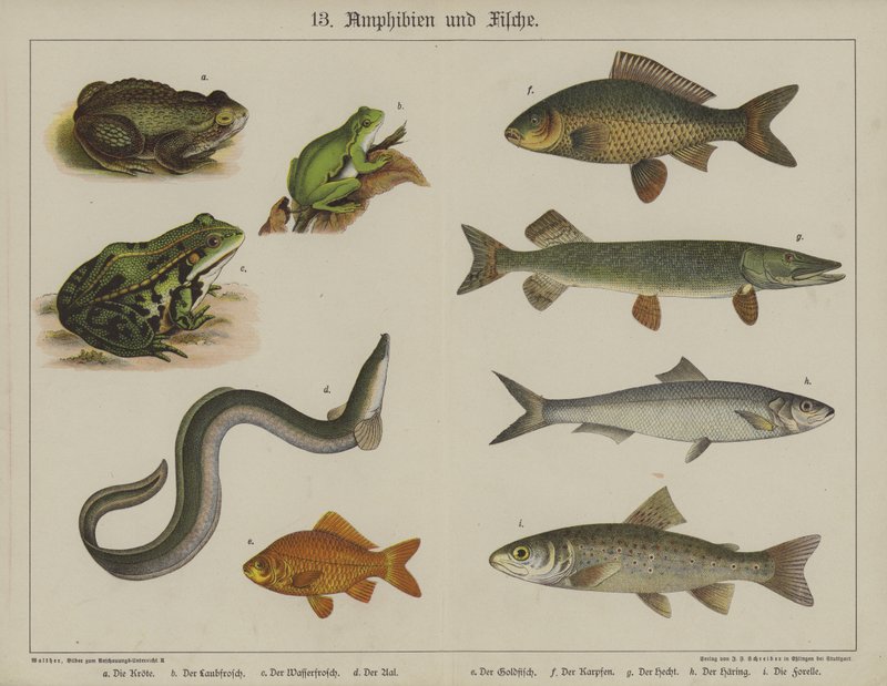 Dyr (farge litho) av German School