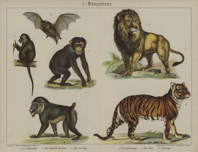 Dyr (farge litho) av German School