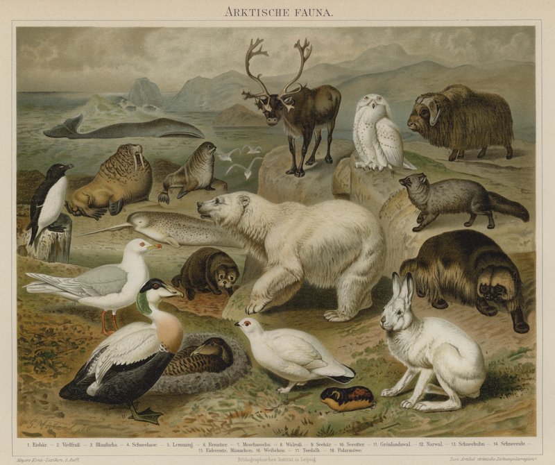Arktisk fauna av German School