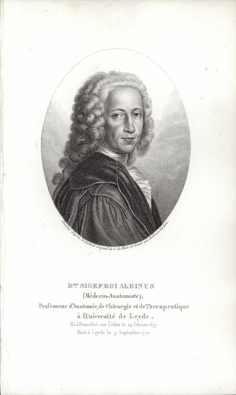 Bernhard Siegfried Albinus av German School