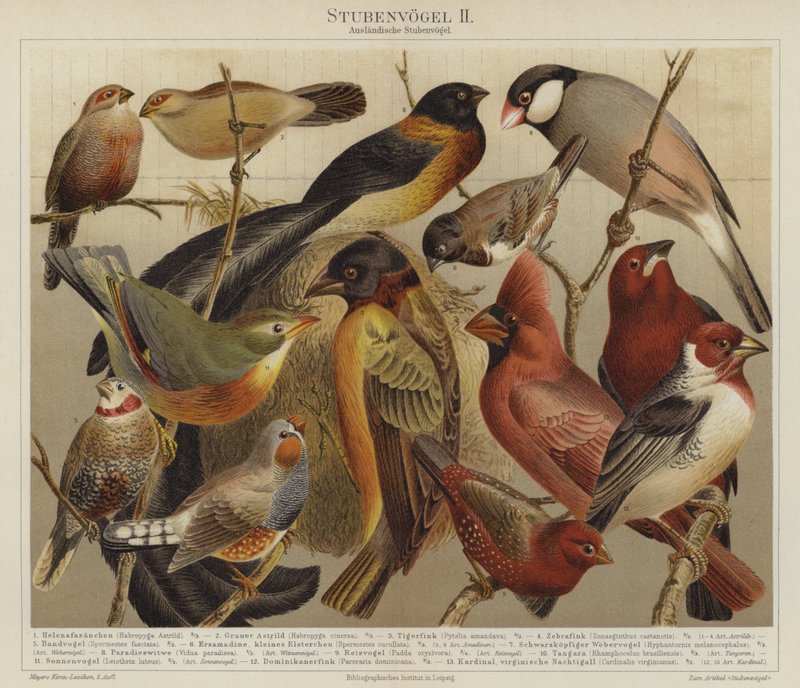 Fugler (farge litho) av German School