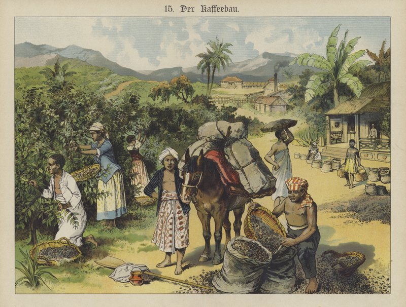 Kaffeplantasje (farge litho) av German School