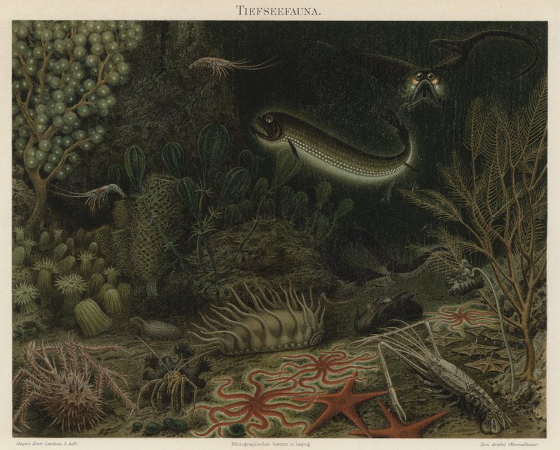 Dyphavsfauna (farge litho) av German School