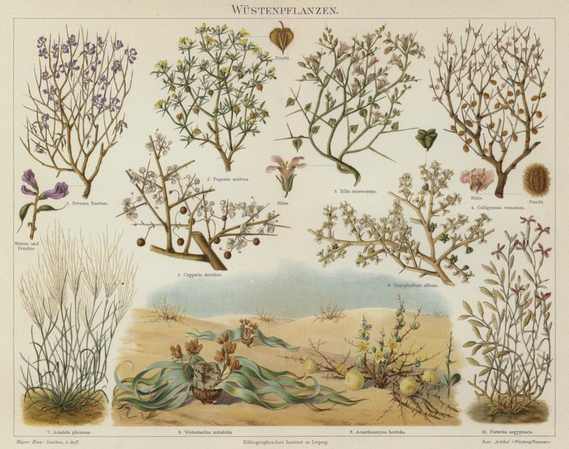 Ørkenplanter (farge litho) av German School