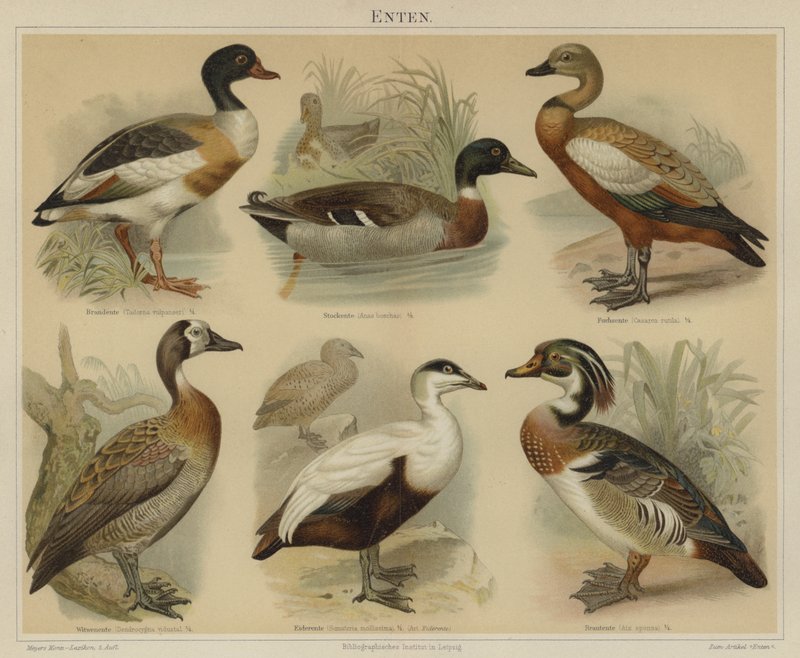 Ender (farge litho) av German School
