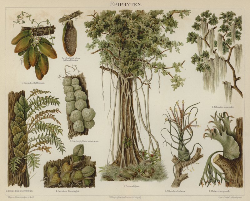 Epifytter (farge litho) av German School