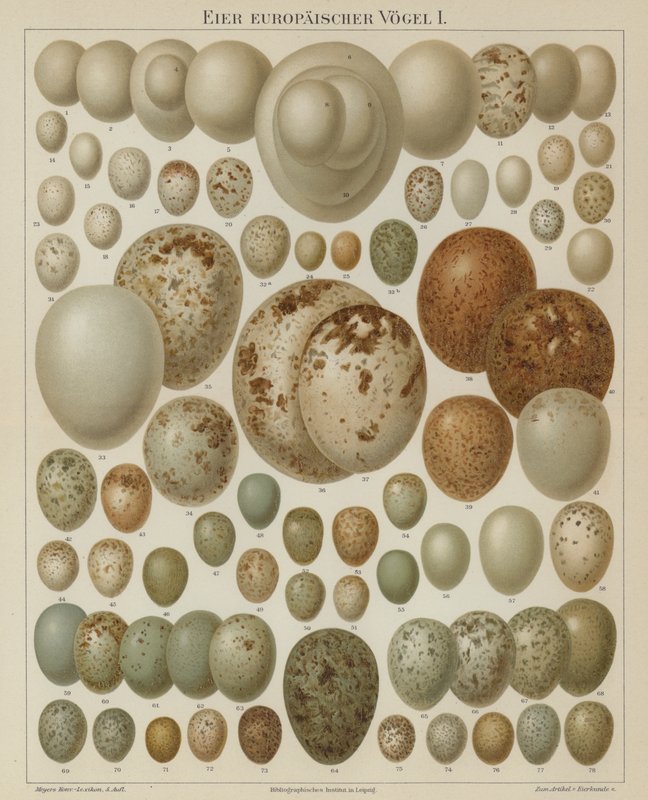 Europeiske fugleegg (farge litho) av German School