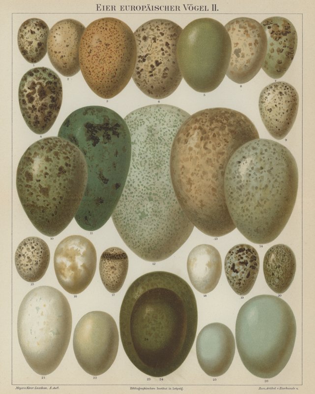 Europeiske fugleegg (farge litho) av German School