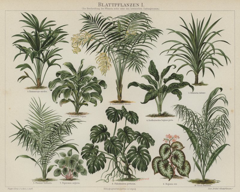 Bladplanter (farge litho) av German School